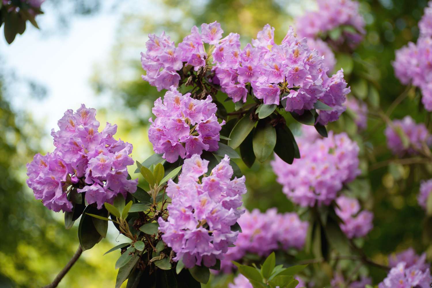 Azalea